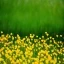 buttercups-g78c969180 640